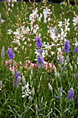 LAVANDULA WALBURTONS SILVER EDGE WITH GAURA LINDHEIMERI KARALEE WHITE
