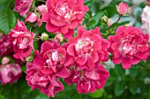 ROSA SUPER EXCELSA
