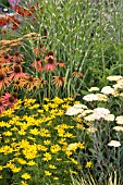 ECHINACEA ARTS PRIDE WITH COREOPSIS VERTICILLATA ZAGREB, MISCANTHUS SINENSIS ZEBRINUS AND ACHILLEA TERRACOTTA