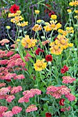 GAILLARDIA ST CLEMENTS WITH ACHILLEA WALTER FUNCKE AND POTENTILLA ARC EN CIEL