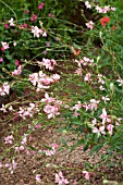GAURA LINDHEIMERI ROSIE JANE