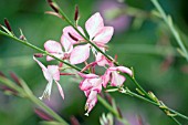 GAURA LINDHEIMERI ROSIE JANE