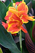CANNA ROSEMOND COLE