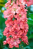 DELPHINIUM RED CAROLINE