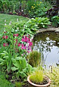 MARGINAL BORDER BY POND WITH PRIMULA PULVERULENTA AND HOSTAS