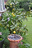 LEMON TREE GROWN IN TERRACOTTA POT
