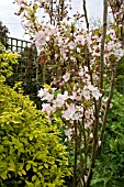 VIEW OF PRUNUS AMANOGAWA GROWING IN A BORDER