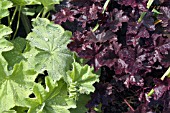 HEUCHERA OBSIDIAN WITH ALCHEMILLA MOLLIS