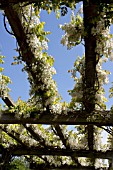 WISTERIA BRACHBOTRYS SHIRO-KAPITAN GROWING OVER TRELLIS WALKWAY