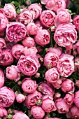 ROSA POMPONELLA