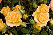 ROSA MARIGOLD SWEET DREAM