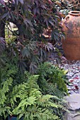 ACER PALMATUM SP UNDERPLANTED WITH FERNS AGAINST SLATE CHIPPING PATHWAY