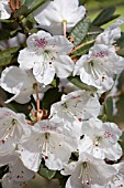 RHODODENDRON ABERCONWAYI