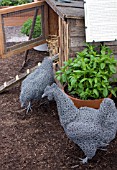 WIRE CHICKEN SCULPTURE, PENNARDS PLANTS, CHELSEA FLOWER SHOW