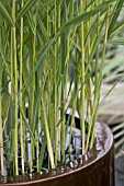 PHRAGMITES AUSTRALIS VARIEGATUS