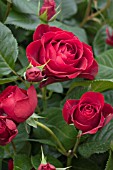 ROSA RED ABUNDANCE
