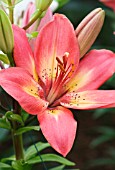 LILIUM ARSENAL
