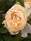 ROSA WOLLERTON OLD HALL