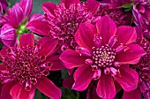 DAHLIA PURPINKA