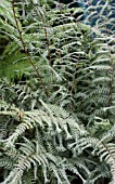 ATHYRIUM OCEANS FURY