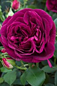 ROSE MUNSTEAD WOOD