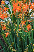 CROCOSMIA PRINCE OF ORANGE