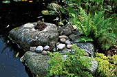 SEMPERVIVUM AND FERNS IN ROCKERY THE OLD VICARAGE  M GOULDING