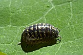 WOODLOUSE,  ARMADILLIDIUM VULGARE