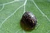 WOODLOUSE,  ARMADILLIDIUM VULGARE