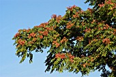 FRAXINUS EXCELSIOR,  COMMON ASH,  SEEDS,  AUTUMN