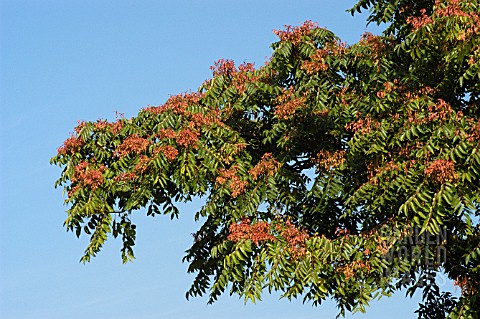 FRAXINUS_EXCELSIOR__COMMON_ASH__SEEDS__AUTUMN