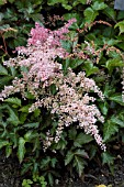 ASTILBE BRONZE ELEGANS