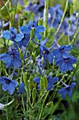 DELPHINIUM BLUE BUTTERFLY