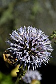 BEE ON ERYNGIUM VARIIFOLIUM