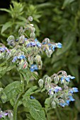 BORAGO OFFICINALIS, BORAGE.