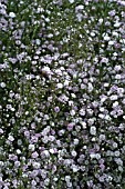 GYPSOPHILA ROSENSCHLEIER