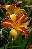 HEMEROCALLIS FRANZ HALS,  DAY LILY