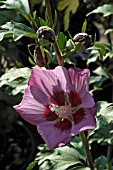 HIBISCUS,  ROSE MALLOW