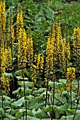 LIGULARIA STENOCEPHALA THE ROCKET