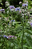 BORAGO OFFICINALIS, BORAGE.