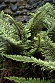 POLYSTICHUM ACUTILOBUM GROUP,  FERN