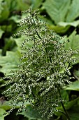 RODGERSIA PODOPHYLLA SMARAGD