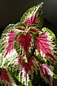 SOLENOSTEMON SCUTELLARIODES RAINBOW MIXED,  COLEUS