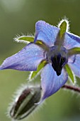 BORAGO OFFICINALIS, BORAGE.