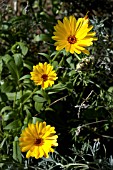 CALENDULA OFFICINALIS