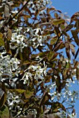 AMELANCHIER CANADENSIS