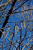 POPULUS TRICHOCARPA,  WESTERN BALSAM POPLAR,  FEMALE CATKINS,  TREE IN SPRING