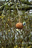 BLUE TIT,  PARUS CAERULEUS,  AND GREAT TIT,  PARUS MAJOR,  BIRDS FEEDING ON COCONUT ON APPLE TREE