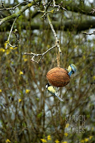 BLUE_TIT__PARUS_CAERULEUS__AND_GREAT_TIT__PARUS_MAJOR__BIRDS_FEEDING_ON_COCONUT_ON_APPLE_TREE