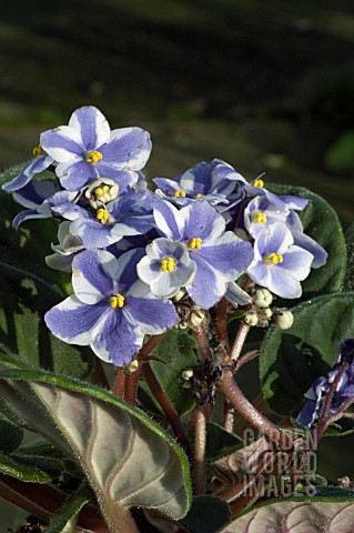 CHIMERA__AFRICAN_VIOLET___HOUSEPLANT